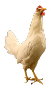 Leghorn