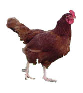 Rhode Island Red