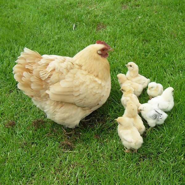 Feather Tips - Broody Hen