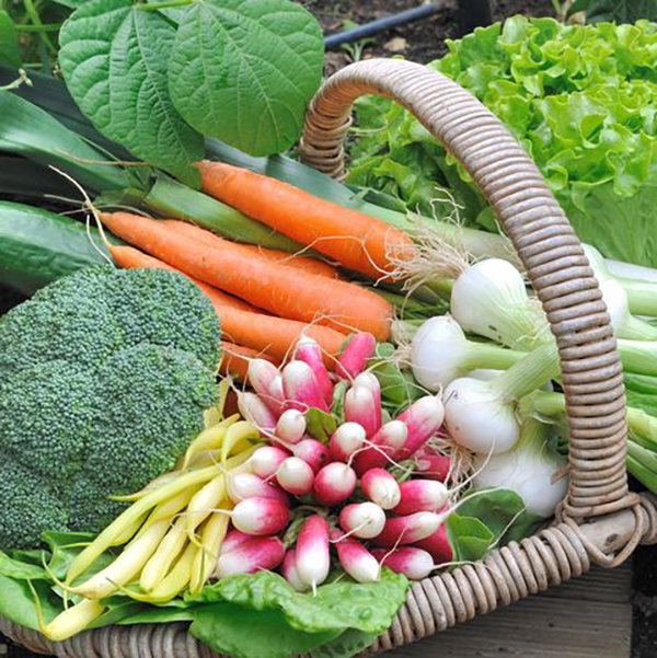 Feather Tips - Veg Plot