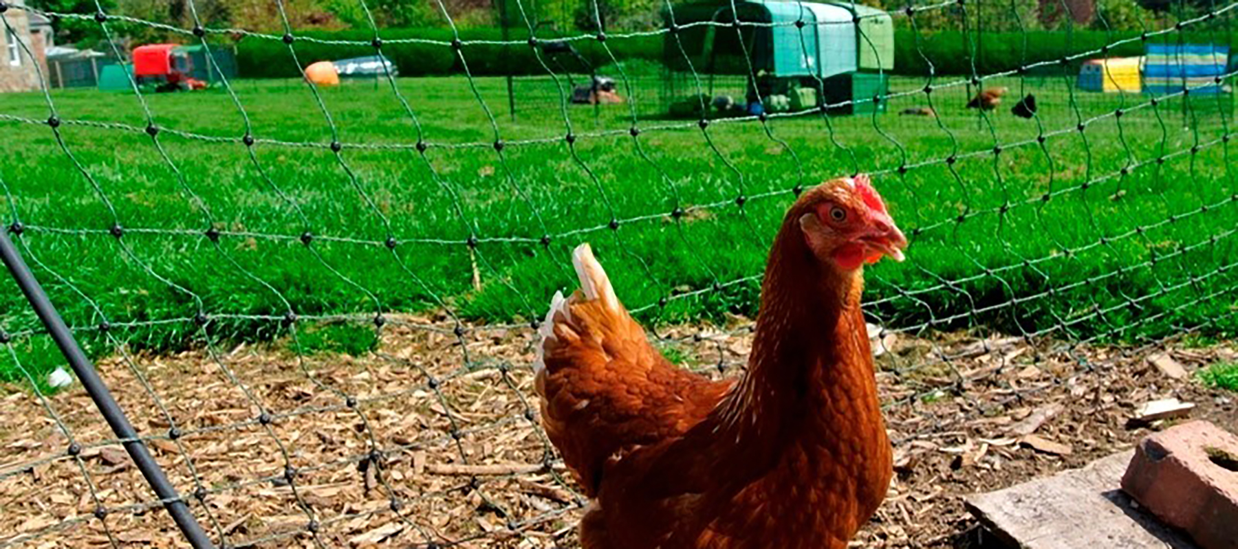 Hen Housing Hero