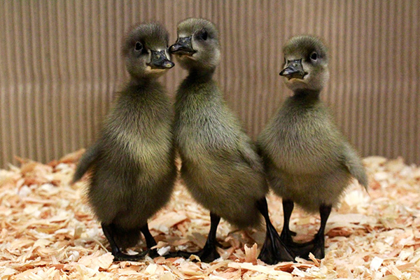 Indian Runner Ducks